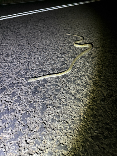 Coastal Carpet Python sighting