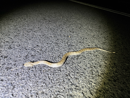 Southern Death Adder sighting