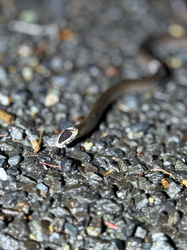 White-crowned Snake sighting