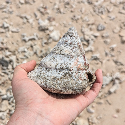 Rochia nilotica