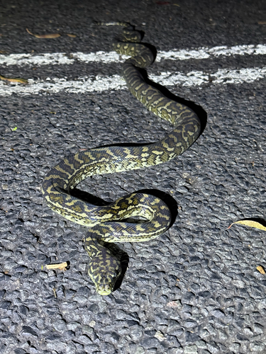 Coastal Carpet Python sighting