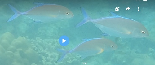 Bluefin Trevally