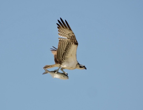 Osprey