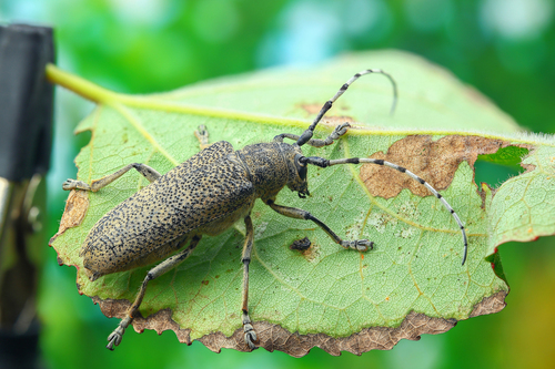 Saperda carcharias (Linnaeus, 1758)