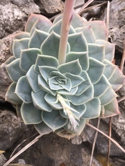 Echeveria simulans