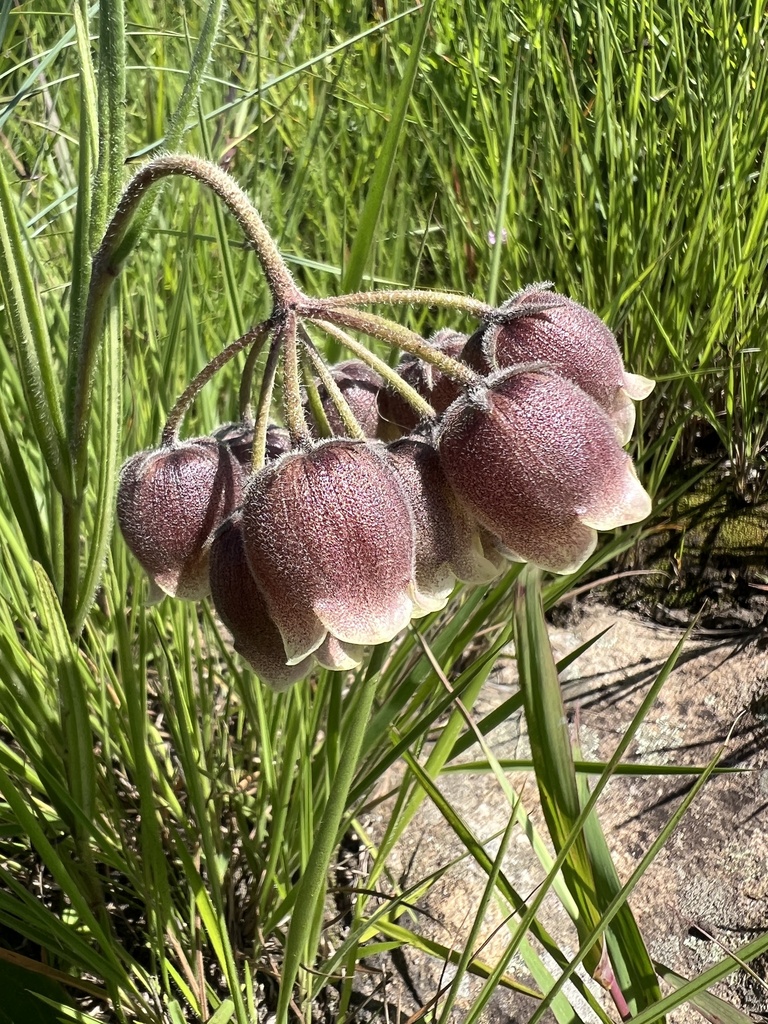 Pachycarpus stelliceps