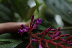 Palicourea angustifolia