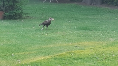 Caracara plancus