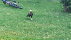 Caracara plancus