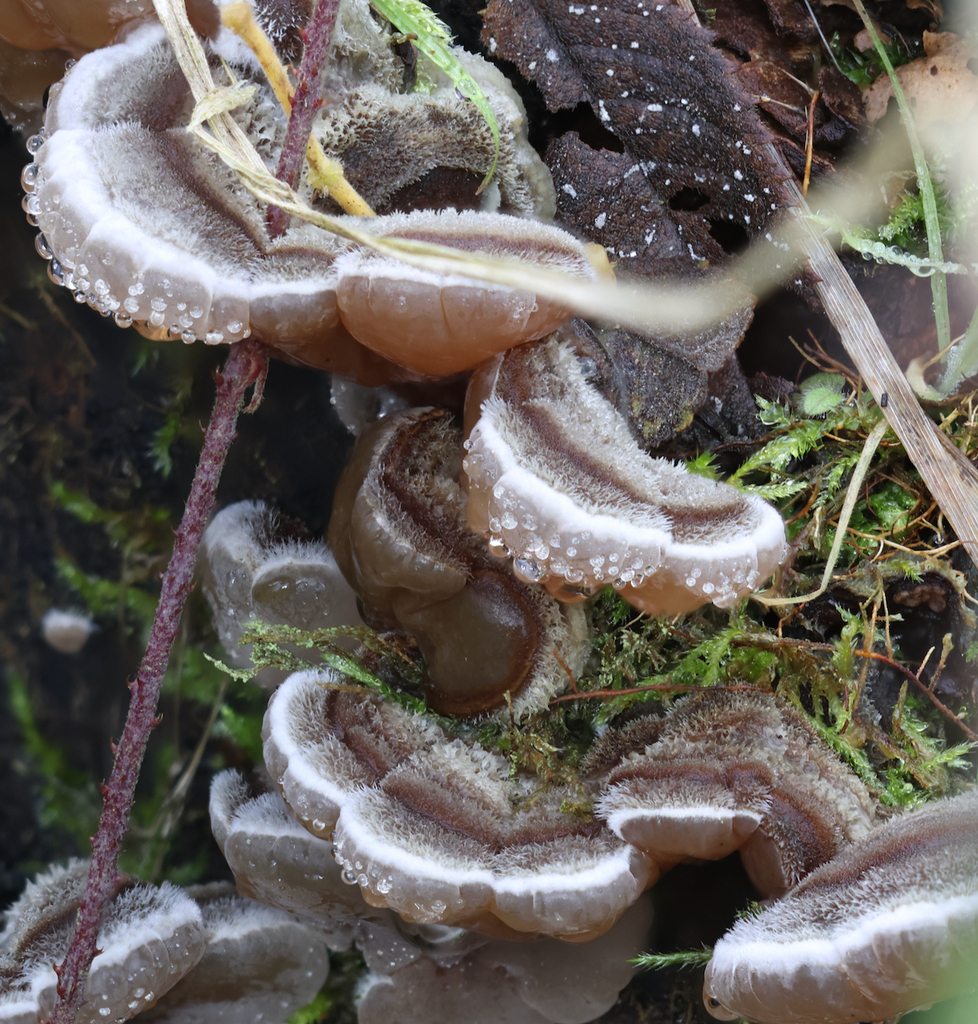 Auricularia mesenterica · December 2025 · photo: © jerry2018 (iNaturalist, cc0)