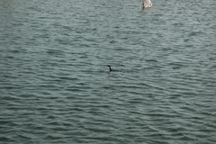 Microcarbo africanus