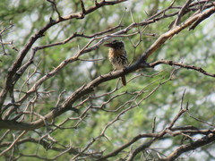 Nystalus maculatus
