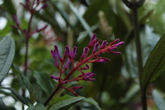 Palicourea angustifolia