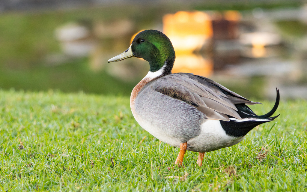 Northern Pintail