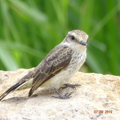 Empidonomus