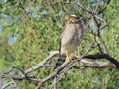 Spiziapteryx circumcincta