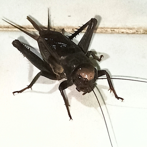 Teleogryllus derelictus