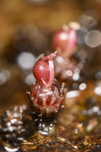 Cladopus fukienensis iNat (1)