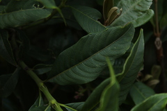 Palicourea angustifolia