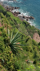 Agave rhodacantha
