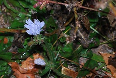 Cichorium intybus