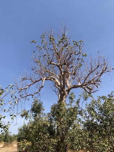 Sterculia setigera