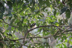 Eurylaimus ochromalus