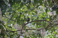 Eurylaimus ochromalus