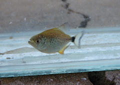 Serrasalmus maculatus