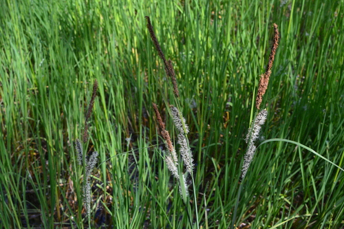 slender tufted-sedge (Carex acuta)