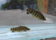 Megaleporinus obtusidens