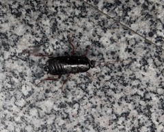 Blatta orientalis
