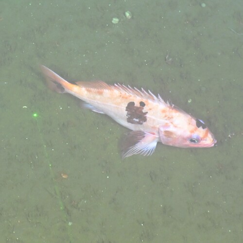 Rock cod (Sebastes reedi) — Sebastidae — 3