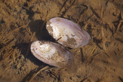 Elliptio complanata