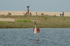 Microcarbo africanus