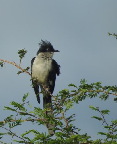 Southern African Jacobin Cuckoo