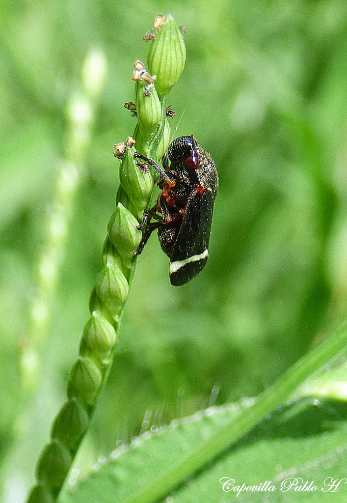 Notozulia entreriana