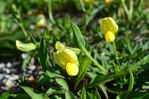 Lotus maritimus, photograph 5