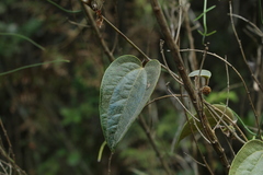 Smilax tomentosa