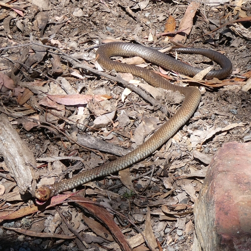Eastern Brown Snake sighting