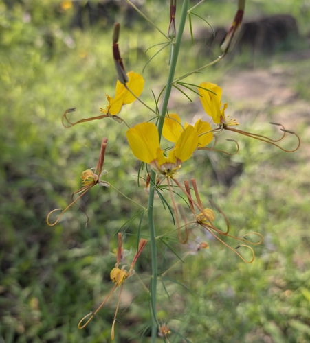 Yellow Mouse Whiskers (Cleome angustifolia)