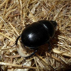 Sericotrupes niger