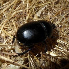 Sericotrupes niger