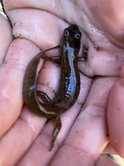 Desmognathus amphileucus