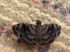 Ebrietas anacreon