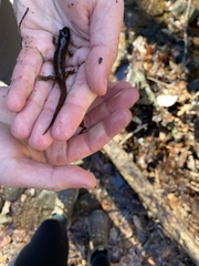 Desmognathus amphileucus