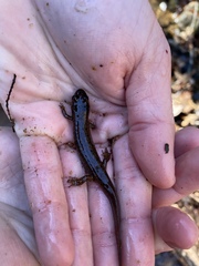 Desmognathus amphileucus