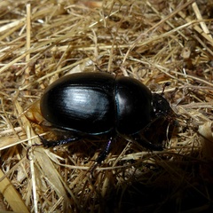 Sericotrupes niger