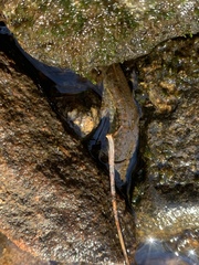 Desmognathus amphileucus