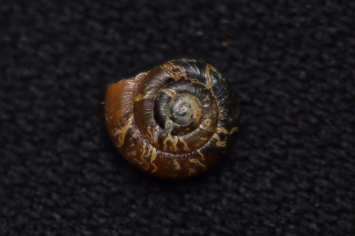 Hollowed Gloss Snail, Friesland, NL, photo 6 of 10